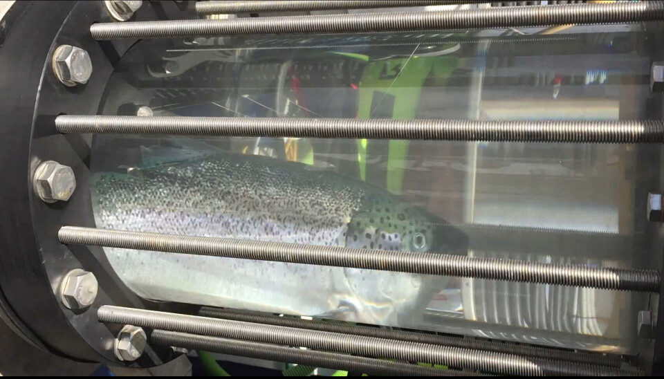 Inspection of fish flow in pipes.