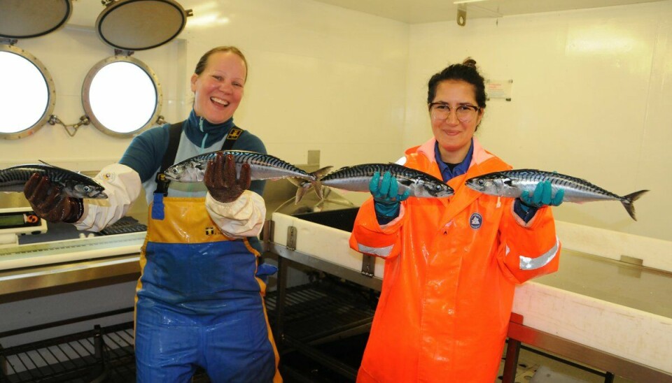 Denne store makrellen er fanget i overflatetrål om bord på «Eros», nordvest i Norskehavet. Teknikerne Frøydis Rist Bogetveit og Bahar Mozfar har hatt hendene fulle i løpet av økosystemtoktet.