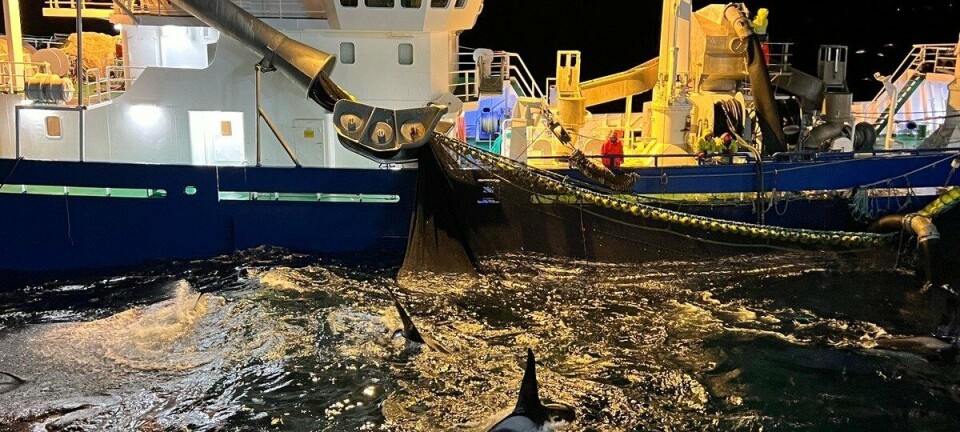 Høy risiko for hval i not under sildefisket