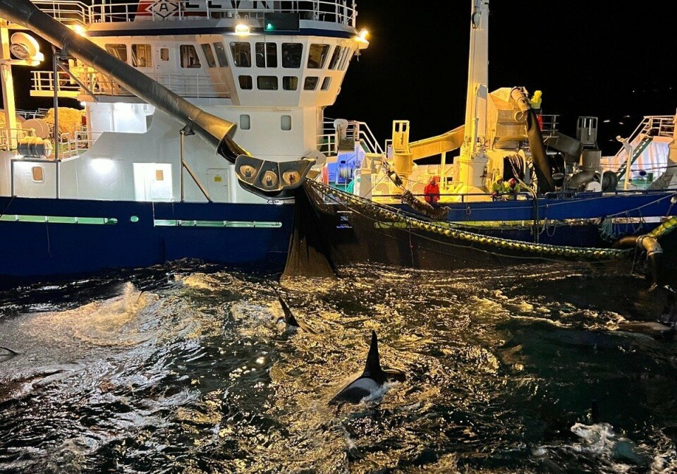 Høy risiko for hval i not under sildefisket