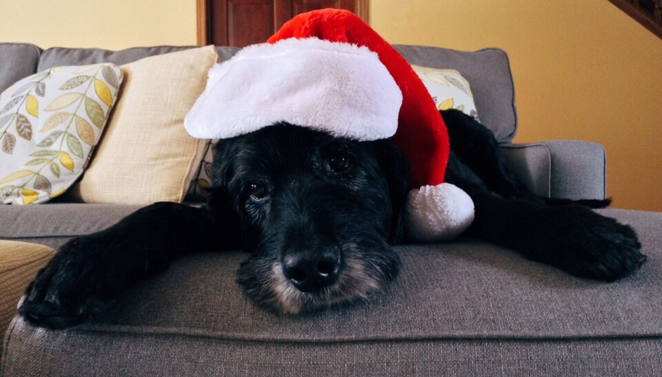 Skipsrevyen ønsker deg en god jul.