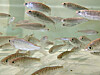 smolt, coho, peces, fry, alevin, pez, piscicultura, agua dulce