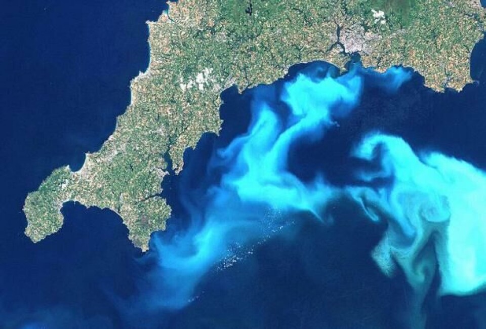 A satellitte photo of a bloom of the haptophyte Emiliania huxleyi, off Cornwall, England. (Photo: Wikimedia Commons/Steve Groom, Landsat)