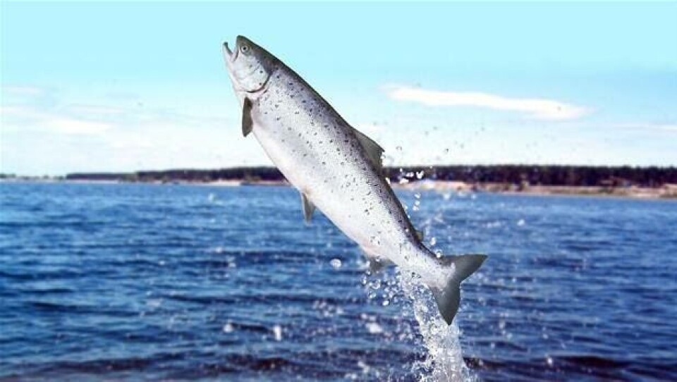 Bedring for Austevoll Seafood