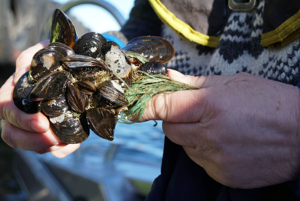 Forskerne samlet inn blåskjell for å undersøke om de var oljeforurenset. Det ble kun påvist oljeforurensning fra fregatten i et begrenset område lokalt ved havaristedet. Foto :Stine Hommedal/HI
